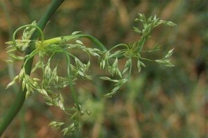 Juncus effusus 'Spiralis' geen maat specificatie 0,55L/P9cm - afbeelding 2