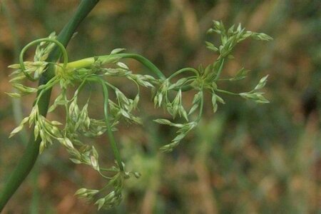 Juncus effusus 'Spiralis' geen maat specificatie 0,55L/P9cm - image 2