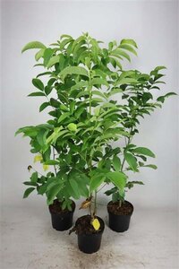 Juglans regia 100-125 cm cont. 5,0L - afbeelding 2