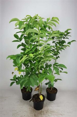 Juglans regia 100-125 cm cont. 5,0L - afbeelding 1