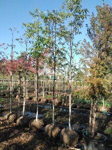 Juglans regia 10-12 Hoogstam draadkluit