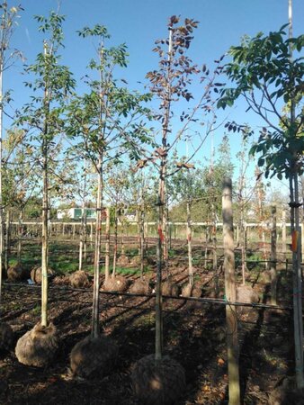 Juglans regia 12-14 Hoogstam draadkluit 2 X verplant