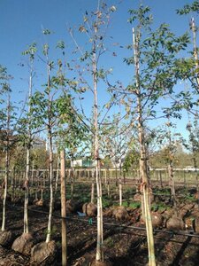 Juglans regia 14-16 Hoogstam draadkluit 3 X verplant - afbeelding 2