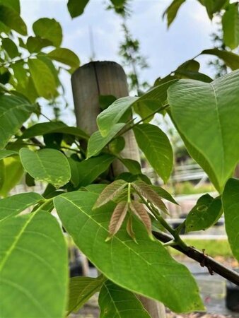 Juglans regia 14-16 Hoogstam draadkluit 3 X verplant - afbeelding 3