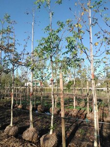 Juglans regia 16-18 Hoogstam draadkluit 3 X verplant - afbeelding 2