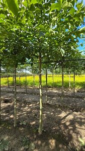 Juglans regia 16-18 Hoogstam draadkluit 3 X verplant - afbeelding 1