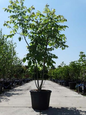 Juglans regia 200-250 cm cont. 90L meerstammig - afbeelding 1