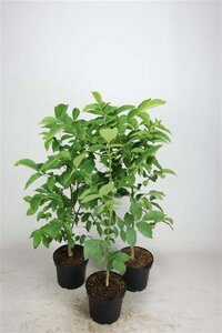 Juglans regia 60-80 cm cont. 5,0L - afbeelding 1