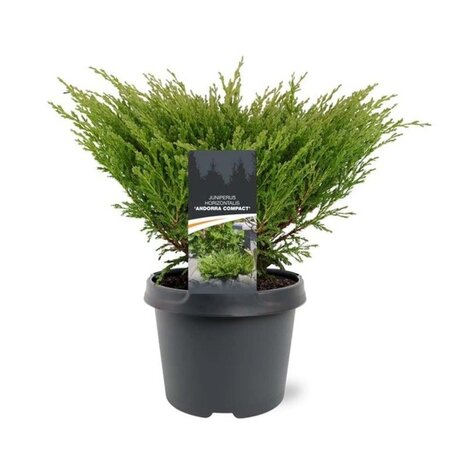 Juniperus h. 'Andorra Compact' 30-40 cm cont. 3,0L