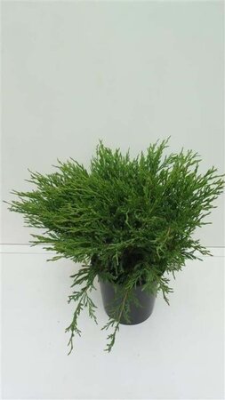 Juniperus h. 'Andorra Compact' 30-40 cm cont. 3,5L - afbeelding 1