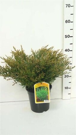 Juniperus h. 'Andorra Compact' 30-40 cm cont. 3,5L - afbeelding 2