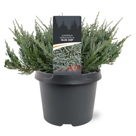 Juniperus h. 'Blue Chip' 25-30 cm cont. 3,0L - afbeelding 7