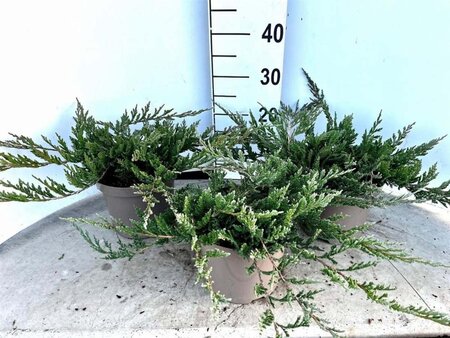 Juniperus h. 'Blue Chip' 25-30 cm cont. 3,0L - afbeelding 4