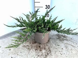 Juniperus h. 'Blue Chip' 25-30 cm cont. 3,0L - afbeelding 5