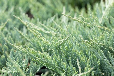 Juniperus h. 'Blue Chip' 25-30 cm cont. 3,0L - afbeelding 2