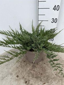 Juniperus h. 'Blue Chip' 25-30 cm cont. 3,0L - afbeelding 6