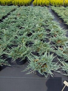 Juniperus h. 'Blue Chip' 40-50 cm cont. 7,5L