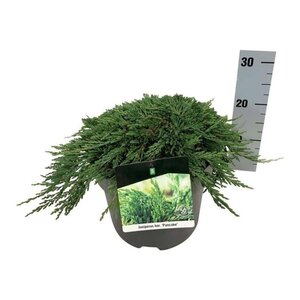 Juniperus h. 'Pancake' 40-50 cm cont. 7,5L