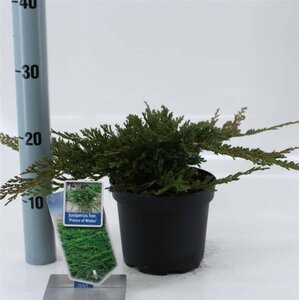 Juniperus h. 'Prince of Wales' 20-25 cm cont. 2,0L - afbeelding 2