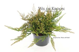 Juniperus h. 'Prince of Wales' 20-25 cm cont. 2,0L - afbeelding 1