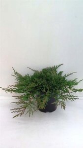 Juniperus h. 'Prince of Wales' 30-40 cm cont. 3,5L - afbeelding 1