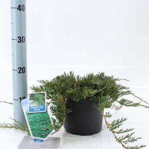 Juniperus h. 'Wiltonii' 20-25 cm cont. 2,0L - afbeelding 3