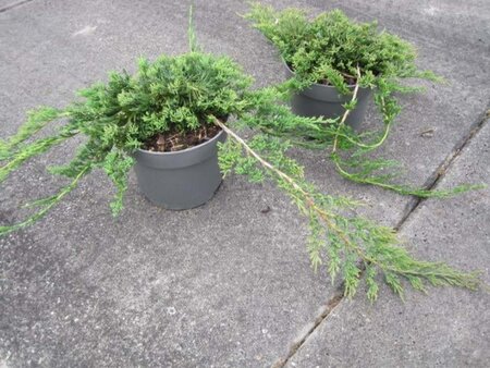 Juniperus h. 'Wiltonii' 20-25 cm cont. 2,0L - afbeelding 2