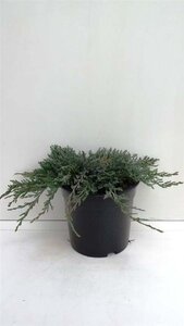 Juniperus h. 'Wiltonii' 30-40 cm cont. 3,5L - afbeelding 1