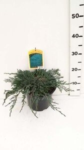 Juniperus h. 'Wiltonii' 30-40 cm cont. 3,5L - afbeelding 2