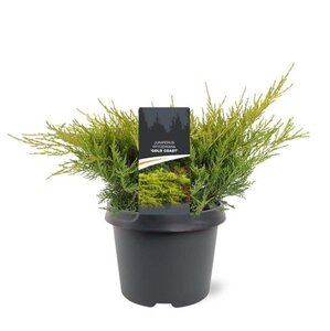 Juniperus pf. 'Gold Coast' 25-30 cm cont. 3,0L