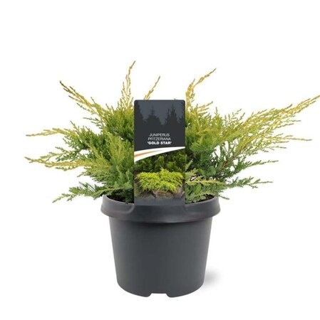 Juniperus pf. 'Gold Star' 25-30 cm cont. 3,0L