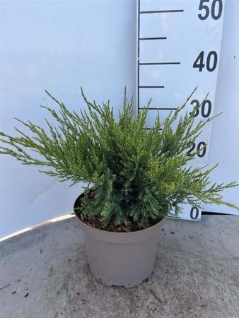 Juniperus pf. 'Mint Julep' 30-40 cm cont. 3,0L - afbeelding 6