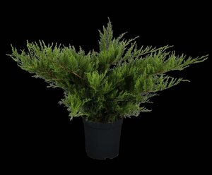 Juniperus pf. 'Mint Julep' 30-40 cm cont. 3,0L - afbeelding 3