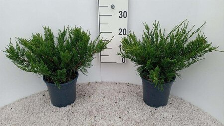 Juniperus pf. 'Mint Julep' 30-40 cm cont. 3,5L - afbeelding 1