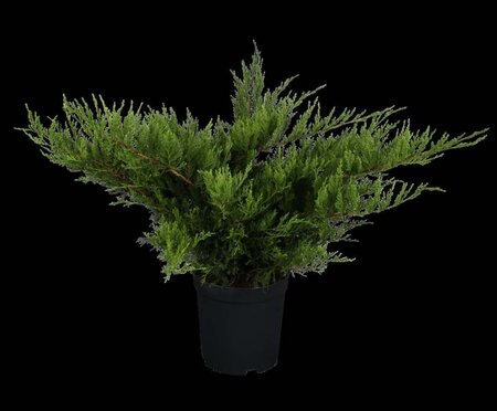 Juniperus pf. 'Mint Julep' 40-50 cm cont. 5,0L - afbeelding 3