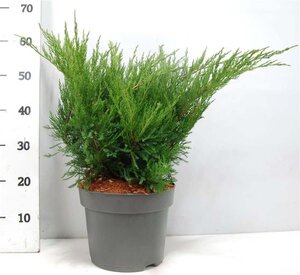 Juniperus pf. 'Mint Julep' 40-50 cm cont. 7,5L - afbeelding 2