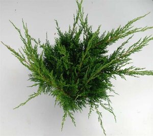 Juniperus pf. 'Mint Julep' 40-50 cm cont. 7,5L - afbeelding 3