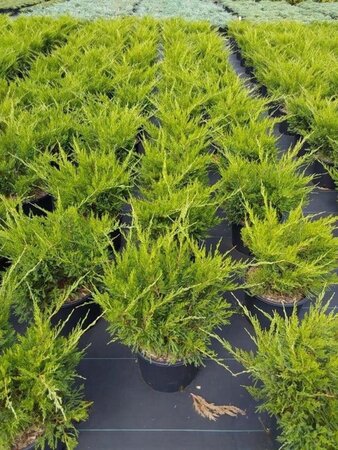 Juniperus pf. 'Mint Julep' 40-50 cm cont. 7,5L - afbeelding 1