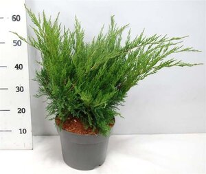 Juniperus pf. 'Mint Julep' 40-50 cm cont. 7,5L - afbeelding 4