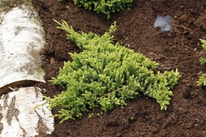 Juniperus procumbens 'Nana' 25-30 cm cont. 3,0L - afbeelding 1