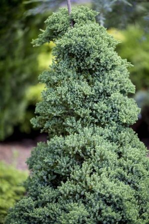 Juniperus procumbens 'Nana' 25-30 cm cont. 3,0L - afbeelding 2