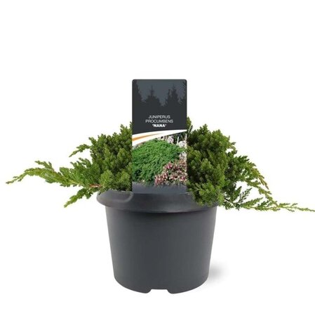 Juniperus procumbens 'Nana' 25-30 cm cont. 3,0L - afbeelding 4