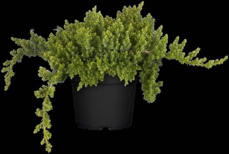 Juniperus procumbens 'Nana' 25-30 cm cont. 3,0L - afbeelding 3