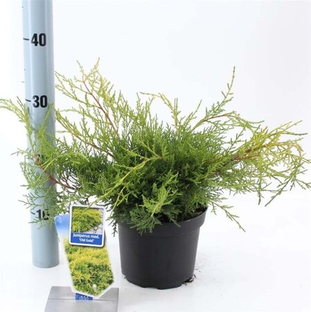 Juniperus pf. 'Old Gold' 20-25 cm cont. 2,0L - afbeelding 2