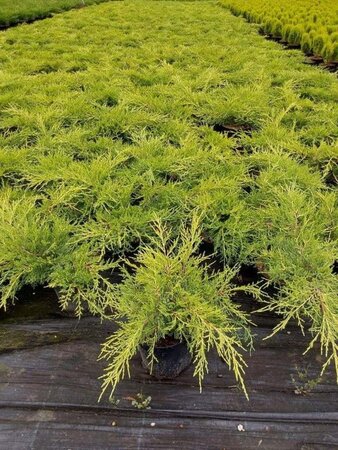 Juniperus pf. 'Old Gold' 25-30 cm cont. 3,0L - afbeelding 2