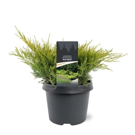 Juniperus pf. 'Old Gold' 25-30 cm cont. 3,0L - afbeelding 1