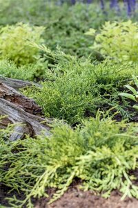 Juniperus pf. 'Old Gold' 30-40 cm cont. 3,0L - afbeelding 2