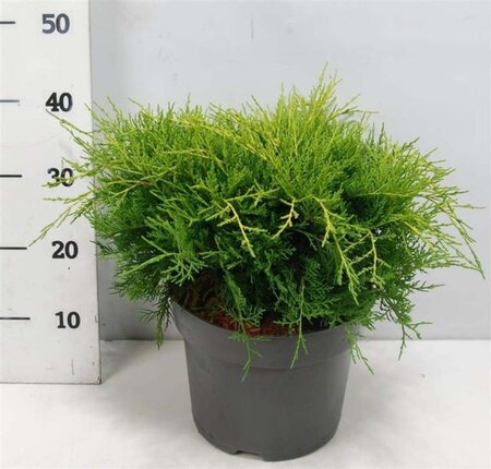 Juniperus pf. 'Old Gold' 40-50 cm cont. 7,5L - afbeelding 2