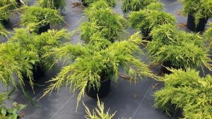 Juniperus pf. 'Old Gold' 40-50 cm cont. 7,5L - afbeelding 1