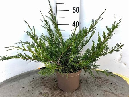 Juniperus pf. 'Pfitzeriana Glauca' 30-40 cm cont. 3,0L - afbeelding 3